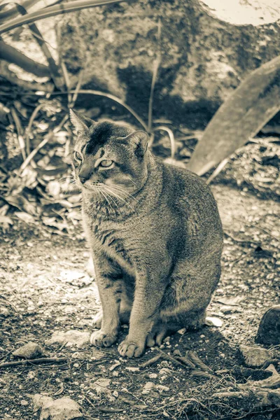 古い黒と白の写真プエルトアベンチュラのSantuario Los Guererosの熱帯メキシコのジャングル自然林の緑の目の美しいかわいい猫キンタナ メキシコ — ストック写真