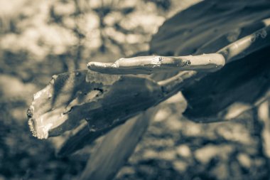 Porto Aventuras Meksika 'daki tropikal Meksika kaktüslerinin eski siyah beyaz resmi. Orman ağaçları ve doğal orman manzarası..