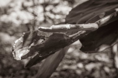 Porto Aventuras Meksika 'daki tropikal Meksika kaktüslerinin eski siyah beyaz resmi. Orman ağaçları ve doğal orman manzarası..