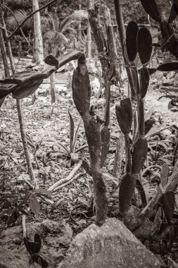 Porto Aventuras Meksika 'daki tropikal Meksika kaktüslerinin eski siyah beyaz resmi. Orman ağaçları ve doğal orman manzarası..