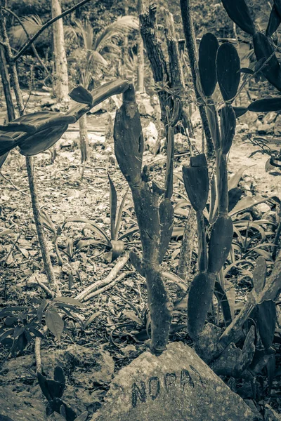Velha Imagem Preto Branco Cactos Tropicais Mexicanos Plantas Selva Árvores — Fotografia de Stock