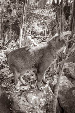 Puerto Aventuras Quintana Roo Mexico 'daki Santuario de los guerreros' taki tropikal Meksika ormanlarında yeşil gözlü güzel bir kedinin eski siyah beyaz resmi..