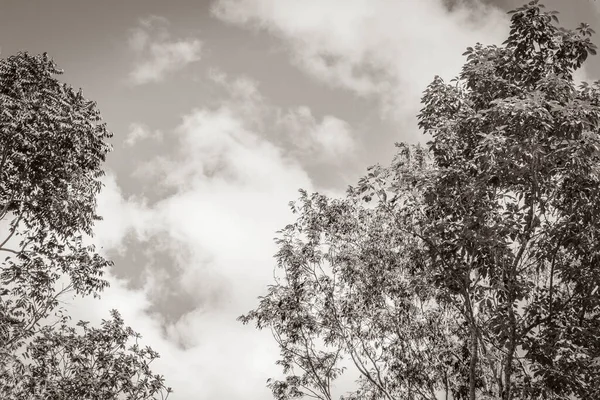 Velha Imagem Preto Branco Plantas Tropicais Selva Mexicana Árvores Floresta — Fotografia de Stock