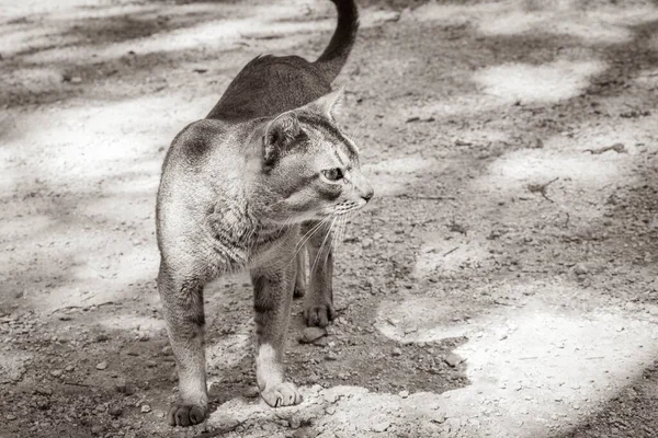 멕시코의 리오데 게릴라로에 멕시코 밀림에 아름다운 고양이 동물의 — 스톡 사진