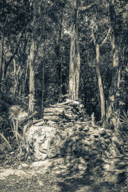 Tropikal Meksika ormanlarının eski siyah beyaz resmi ağaçlar ve doğal orman manzarası ve Puerto Aventuras Meksika 'daki yürüyüş yolu..