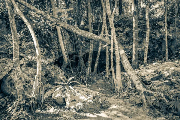 Old black and white picture of Entrance to the amazing blue turquoise water and limestone cave sinkhole cenote at Santuario de los guerreros in Puerto Aventuras Quintana Roo Mexico.