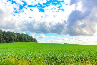 Kuzey Alman tarla ormanı ve doğa manzarası Hemmoor Hechthausen Cuxhaven Aşağı Saksonya Almanya 'sı.