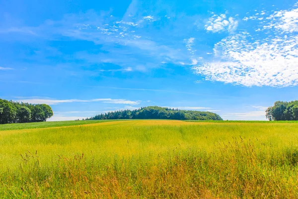 North German Agricultural Field Forest Nature Landscape Panorama Hemmoor Hechthausen — Stock Photo, Image