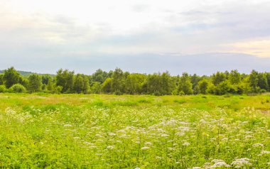 Pipinsburg Geestland Aşağı Saksonya Almanya 'sında çiçek tarlaları çim yosunu ve doğa manzarası ile Kuzey Alman tarım ve doğal alanı.