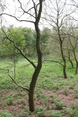 Bulutlu gökyüzü ve güzel doğal orman ve Aşağı Saksonya Almanya 'sında tarım manzarası..