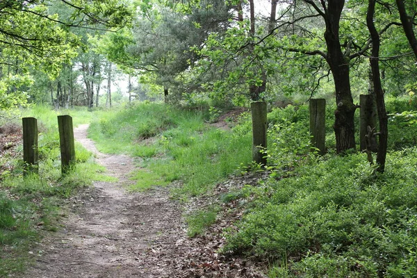 Céu Nublado Com Bela Floresta Natural Paisagem Agrícola Panorama Baixa — Fotografia de Stock