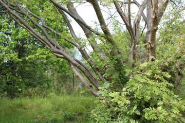 Bulutlu gökyüzü ve güzel doğal orman ve Aşağı Saksonya Almanya 'sında tarım manzarası..