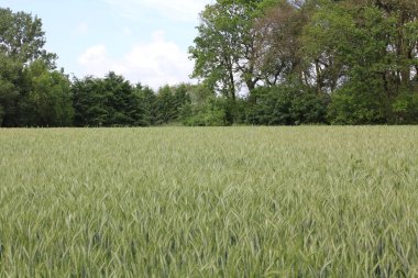 Bulutlu gökyüzü ve güzel doğal orman ve Aşağı Saksonya Almanya 'sında tarım manzarası..