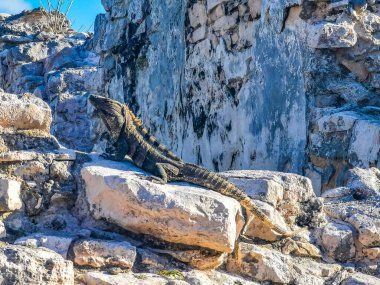 Antik Tulum 'daki kayalıklardaki dev Iguana kertenkele hayvanı, Tulum Mexico' daki tropik doğal orman palmiyesi ve deniz manzarasında tapınak kalıntıları ve eserlerle Maya bölgesini harabeye çeviriyor..