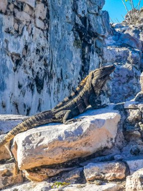 Antik Tulum 'daki kayalıklardaki dev Iguana kertenkele hayvanı, Tulum Mexico' daki tropik doğal orman palmiyesi ve deniz manzarasında tapınak kalıntıları ve eserlerle Maya bölgesini harabeye çeviriyor..