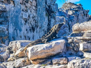 Antik Tulum 'daki kayalıklardaki dev Iguana kertenkele hayvanı, Tulum Mexico' daki tropik doğal orman palmiyesi ve deniz manzarasında tapınak kalıntıları ve eserlerle Maya bölgesini harabeye çeviriyor..