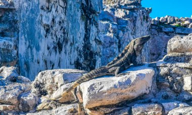 Antik Tulum 'daki kayalıklardaki dev Iguana kertenkele hayvanı, Tulum Mexico' daki tropik doğal orman palmiyesi ve deniz manzarasında tapınak kalıntıları ve eserlerle Maya bölgesini harabeye çeviriyor..