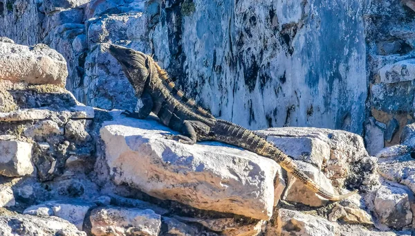 Antik Tulum 'daki kayalıklardaki dev Iguana kertenkele hayvanı, Tulum Mexico' daki tropik doğal orman palmiyesi ve deniz manzarasında tapınak kalıntıları ve eserlerle Maya bölgesini harabeye çeviriyor..