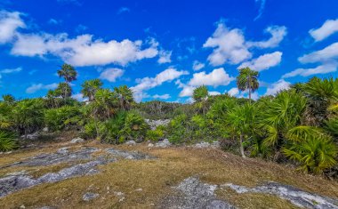 Antik Tulum, Tulum Meksika 'daki tropikal doğal orman palmiyesi ve deniz manzarasında tapınak kalıntıları ve eserlerle Maya bölgesini harabeye çeviriyor..