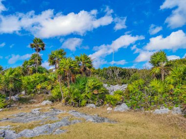 Antik Tulum, Tulum Meksika 'daki tropikal doğal orman palmiyesi ve deniz manzarasında tapınak kalıntıları ve eserlerle Maya bölgesini harabeye çeviriyor..