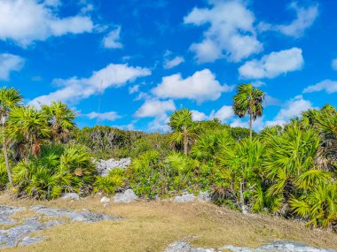 Antik Tulum, Tulum Meksika 'daki tropikal doğal orman palmiyesi ve deniz manzarasında tapınak kalıntıları ve eserlerle Maya bölgesini harabeye çeviriyor..