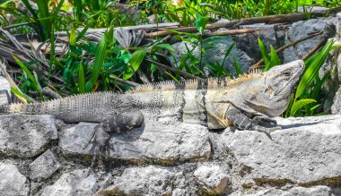 Antik Tulum 'daki kayalıklardaki dev Iguana kertenkele hayvanı, Tulum Mexico' daki tropik doğal orman palmiyesi ve deniz manzarasında tapınak kalıntıları ve eserlerle Maya bölgesini harabeye çeviriyor..