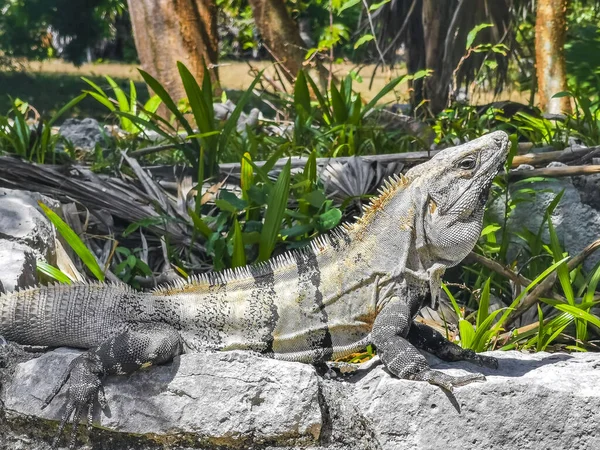 Enorme Iguana Gecko Animal Rochas Antigo Tulum Ruínas Local Maia — Fotografia de Stock