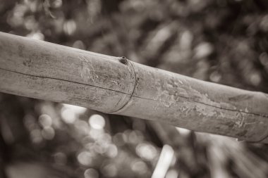 Tropikal Meksika ormanlarının eski siyah beyaz resmi bambu ağaçları ve doğal orman manzarası ve Puerto Aventuras Meksika 'daki yürüyüş yolu..