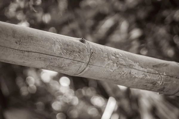 Starý Černobílý Obrázek Tropických Mexických Džungle Rostlin Bambusové Stromy Přírodní — Stock fotografie