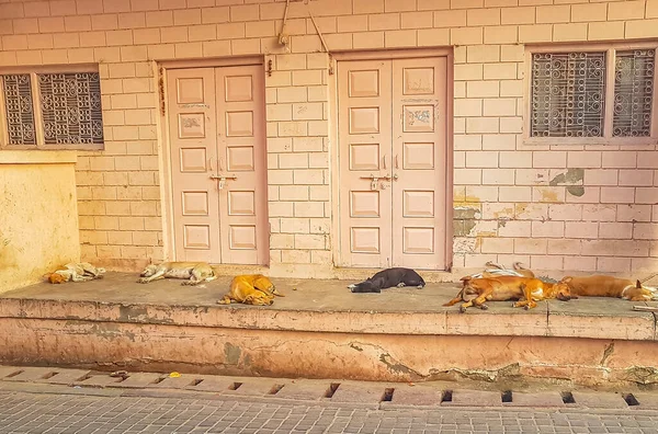 Hungry dirty stray dogs sleep at a building in Agra Uttar Pradesh India.