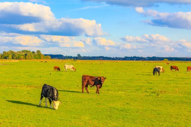 Almanya 'nın Wedewarden Bremerhaven bölgesindeki inek ve doğa manzaralı Kuzey Alman tarım arazisi..