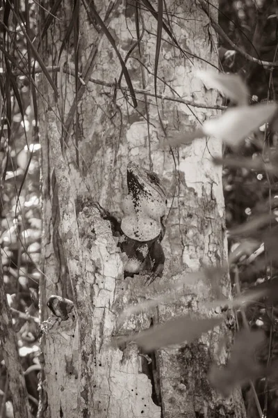 Old black and white picture of Mexican iguana is hanging and looking out of a tree nature in tropical forest and green natural background in Puerto Aventuras Quintana Roo Mexico.