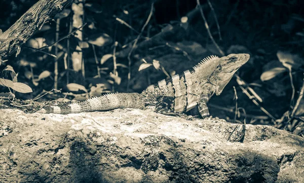 Velha Imagem Preto Branco Iguana Mexicana Encontra Uma Pedra Rochosa — Fotografia de Stock