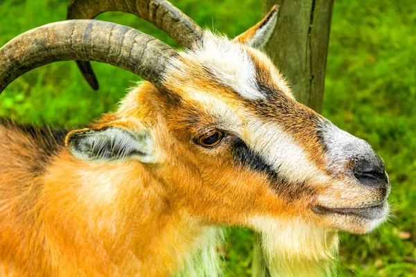 Молодий Маленький Козел Рогами Який Дивиться Камеру Козячій Фермі Буергерпарк — стокове фото