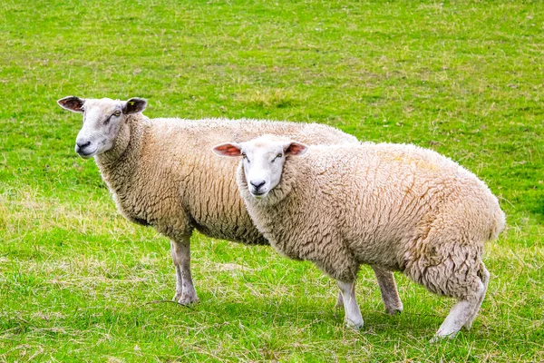 Sheep Graze Green Meadow North German Agricultural Field Moorland Langluetjen — Photo