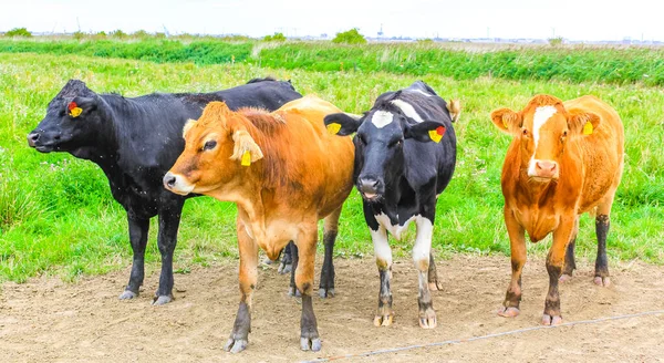 North German Agricultural Field Cows Nature Landscape Panorama Langluetjen Nordenham — Fotografia de Stock