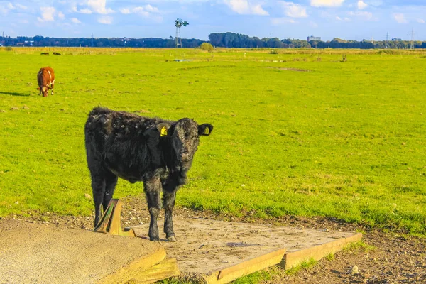 Północnoniemieckie Pole Uprawne Krowami Krajobrazem Przyrody Weddewarden Bremerhaven Niemcy — Zdjęcie stockowe