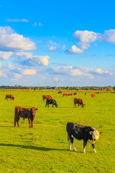 Campo Agrícola Norte Alemão Com Vacas Paisagem Natural Panorama Weddewarden — Fotografia de Stock