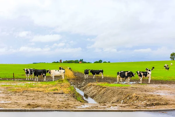 Severoněmecké Zemědělské Pole Krav Přírodou Krajina Panorama Hrázi Imsum Geestland — Stock fotografie