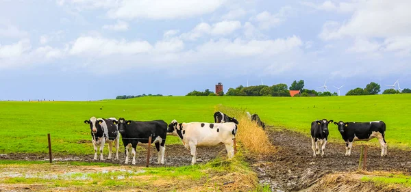 Észak Német Mezőgazdasági Terület Tehenekkel Természet Táj Panoráma Gát Imsum — Stock Fotó