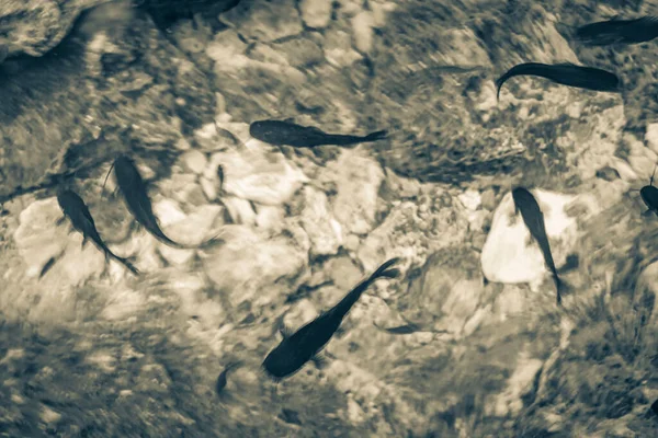 물고기 메기의 사진은 놀라울 정도로 청록색 석회암 동굴인 싱크홀 세노테 — 스톡 사진