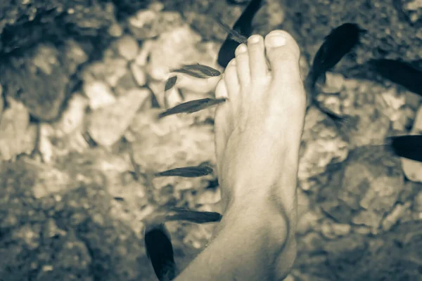 Old black and white picture of Fish spa pedicure fish bite feet in the amazing blue turquoise water and limestone cave sinkhole cenote Tajma ha Tajmaha in Puerto Aventuras Quintana Roo Mexico.