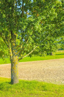 Cuxhaven Aşağı Saksonya Almanya 'sında yer alan Stotel Loxstedt ormanındaki patika ve yeşil bitkilerle doğal güzel manzara..