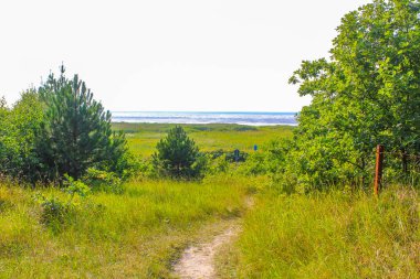 Kuzey kıyıları ve Cuxhaven Aşağı Saksonya Almanya 'sında Wernerwald ormanındaki yeşil bitki ağaçları ile doğal güzel manzara..