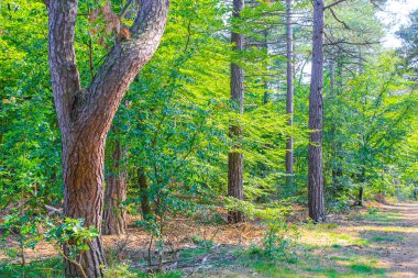 Cuxhaven Aşağı Saksonya Almanya 'sında Wernerwald ormanındaki patika ve yeşil bitkilerle doğal güzel manzara..