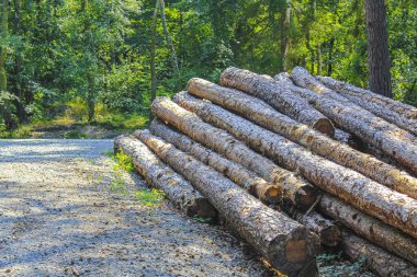 Wernerwald Cuxhaven Aşağı Saksonya Almanya 'sında Drangstedt ormanında ağaç gövdeleri ve orman temizliği yapıldı..