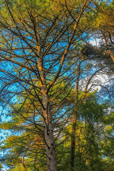 Природне Диво Панорама Стежками Зеленими Деревами Лісі Вернервальда Куксгафені Німеччина — стокове фото