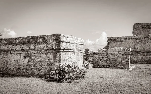 Old Black White Picture Ancient Tulum Ruins Mayan Site Temple — Stock Photo, Image