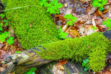 Drangstedt Geestland Cuxhaven Aşağı Saksonya Almanya 'sında ormanda yeşil yosun ile orman zemininde kesilmiş ağaç kütüğü ve odun..