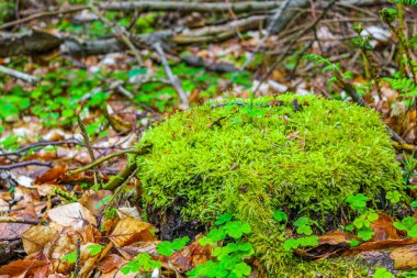 Drangstedt Geestland Cuxhaven Aşağı Saksonya Almanya 'sında ormanda yeşil yosun ile orman zemininde kesilmiş ağaç kütüğü ve odun..